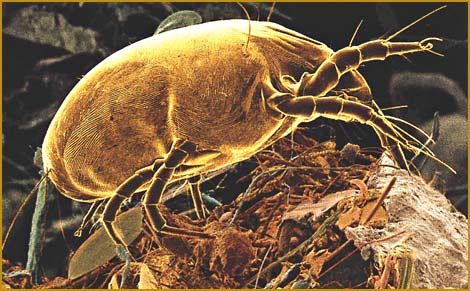 dust_mite